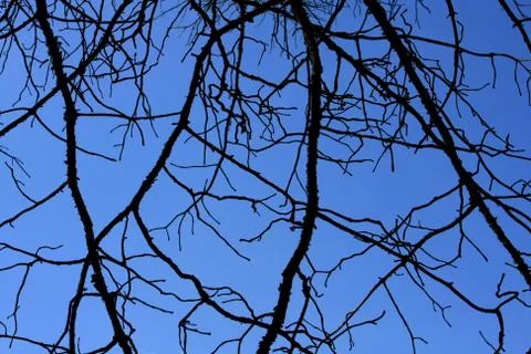 Tree branches Stock Photos