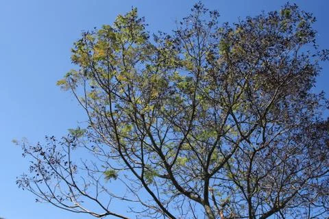 Tree branches Stock Photos