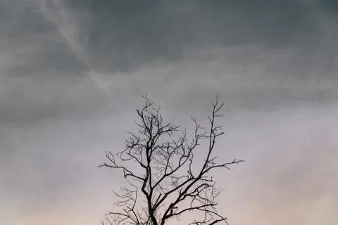 Tree Branches Stock Photos