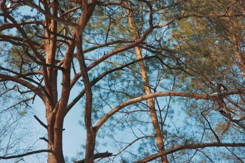 Tree branches Stockfoto's