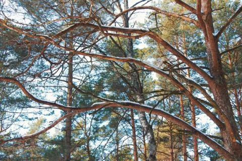 Tree branches Foto stock