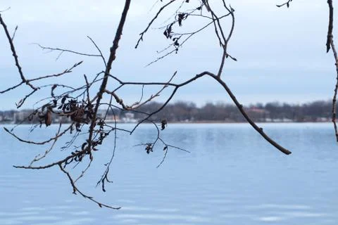 Tree Branches Stock-Fotos