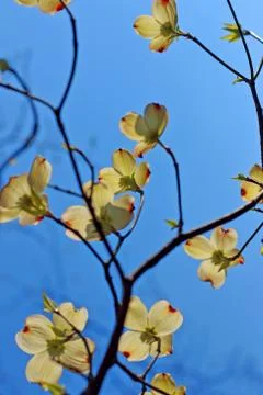 Tree Branches Stock Photos