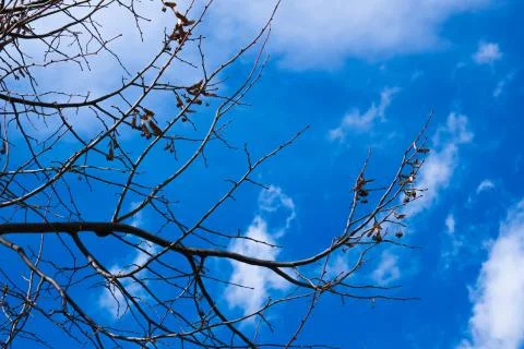 Tree Branches Stock Photos