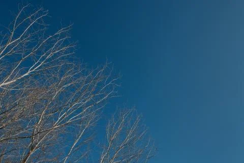 Tree branches Stock Photos