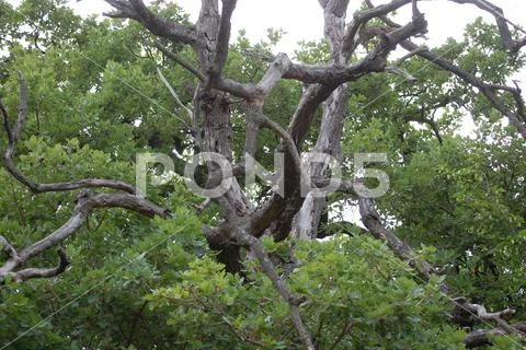 Tree branches Stock Photos