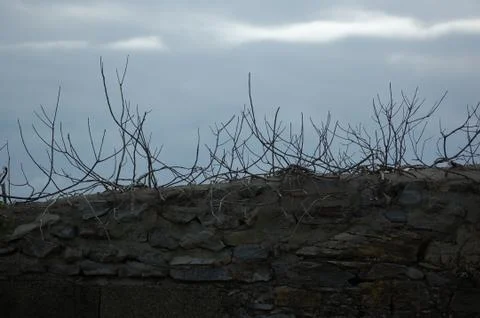 Tree branches Stock Photos