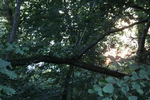 Tree branches Foto stock