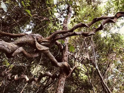 Tree branches Stock Photos