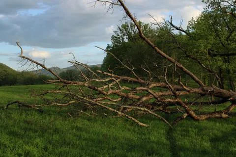 Tree branches Stock Photos