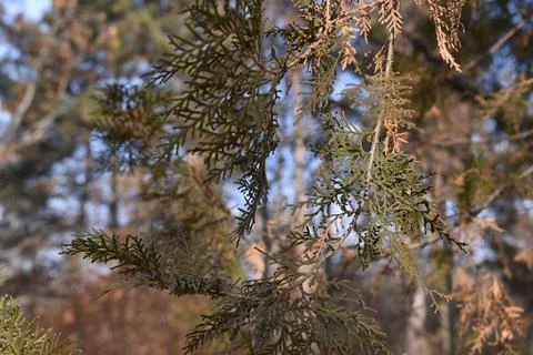 Tree branches Stock Photos