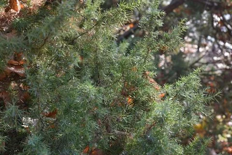 Tree branches Stock Photos