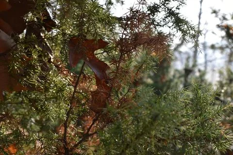 Tree branches Фото