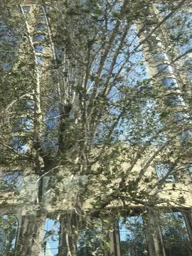 A tree with branches Stock Photos