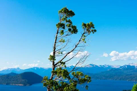 Tree branches Stock Photos