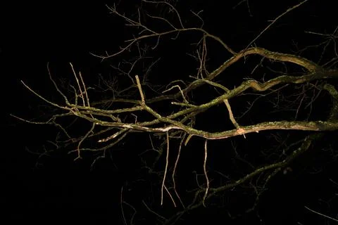 Tree branches Stock Photos