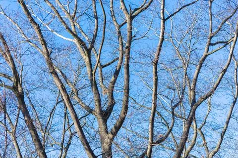 Tree branches Stock Photos