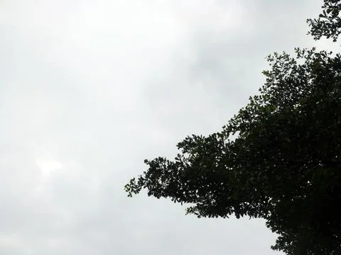 Tree Branches Stock Photos