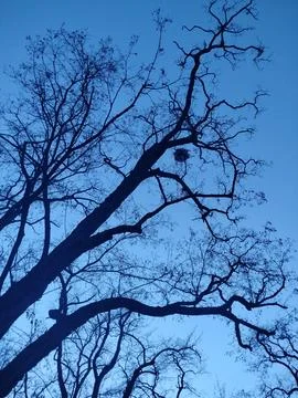 Tree branches Stock Photos