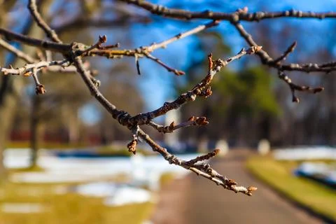 Tree branches Stock Photos
