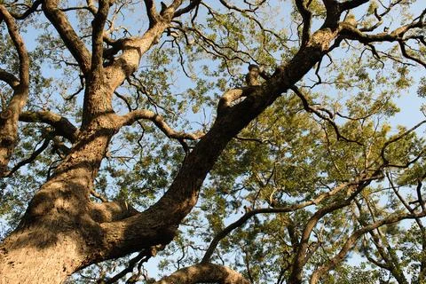 Tree branches Stock Photos