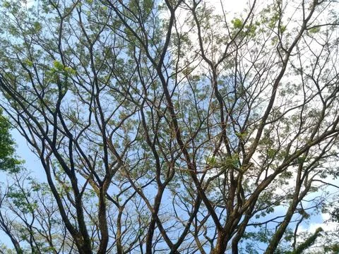 Tree branches Stock Photos