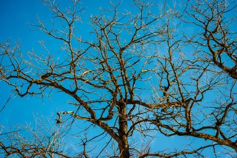 Tree branches Stock Photos