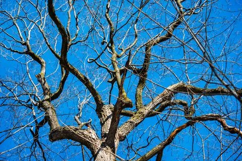 Tree branches Stock Photos