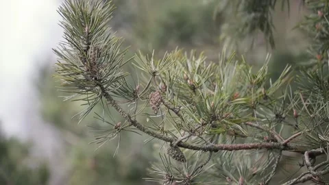 Tree branches pine with cones and green needles, move, develop from gusts of Video stock 104295013