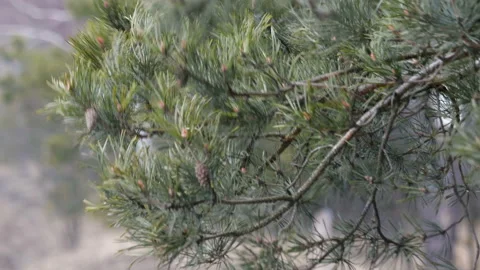 Tree branches pine with cones and green needles, move, develop from gusts of Видео 104436061