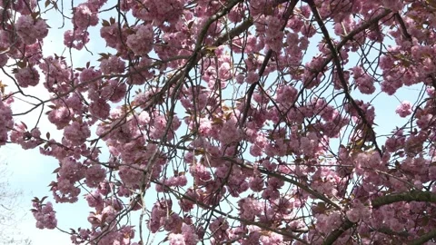 Tree branches, pink blossoms shot from below, blue sky behind, regular speed Stock Footage 307398229