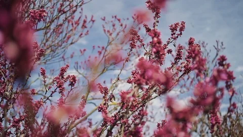 Tree branches with pink buds sway from the wind against the blue sky 스톡 동영상 113990316