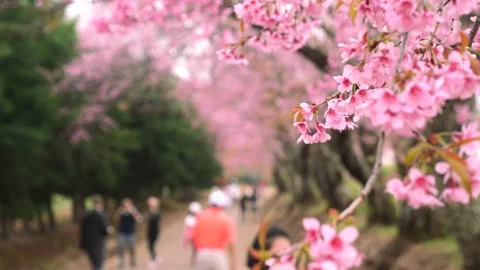Tree branches with pink flowers, in blurred background people tourists Stock Footage 171536357