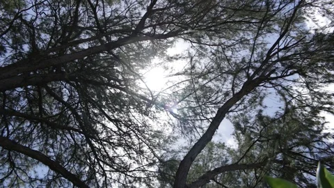 Tree Branches To Plant Stock Footage 104712913