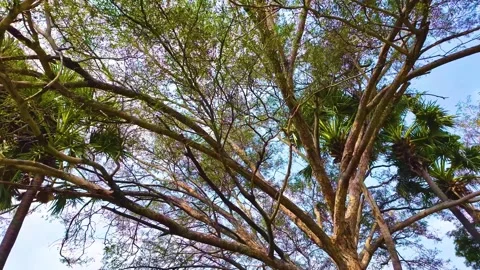 Tree Branches - POV Shot Stock Footage 262213507