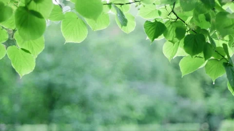 Tree branches in public park Stock Footage 204049805