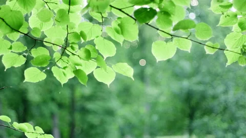 Tree branches in public park Stock Footage 209181669