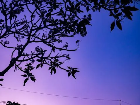 Tree Branches Purple Blue Sky: Silhouette Sunset Twilight Dramatic Colorful.. Stock Photos