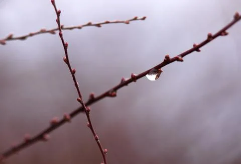 Tree branches rain Stock Photos