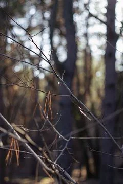 Tree branches in the rays of the winter sun, sunny bokeh Stock Photos