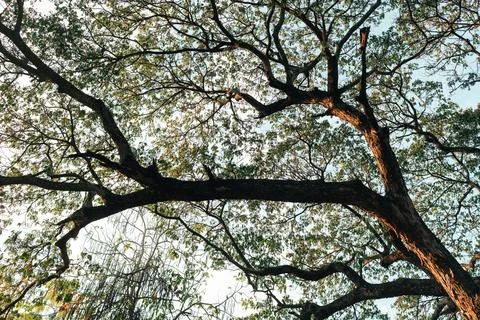 Tree branches reaching across the sky with vibrant green leaves basking in .. Stock Photos