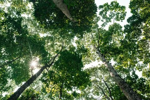 Tree branches reaching across the sky with vibrant green leaves basking in .. Stock Photos