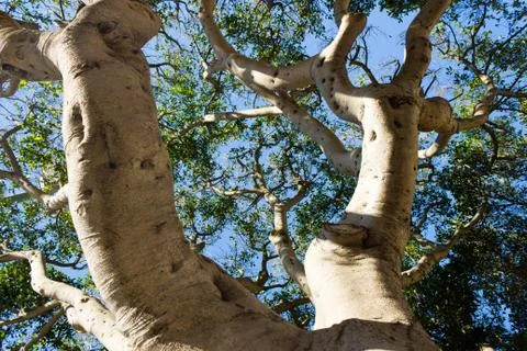 Tree branches reaching for the sky Stock Photos