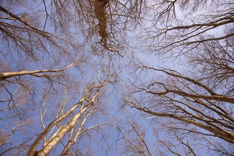 Tree branches reaching into the sky. Stock Photos