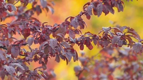 Tree branches with red and burgundy leaves sway in light breeze at autumn sunset Stock Footage 253660666