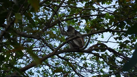 Tree branches with Red Colobus Monkey in the Jozani Forest Zanzibar Island Stock Footage 223170522