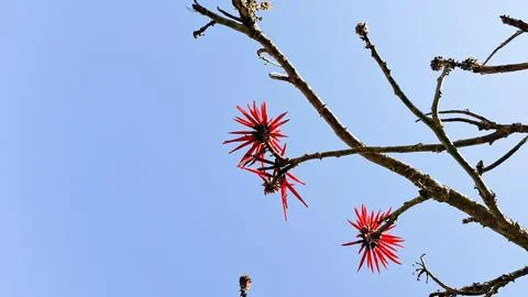 Tree branches with red flowers Foto stock