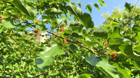 Tree branches with red mulberry on a blue sky background Stock Footage 137645226