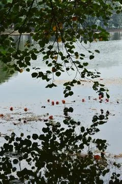 Tree branches reflected on calm lake water Photos