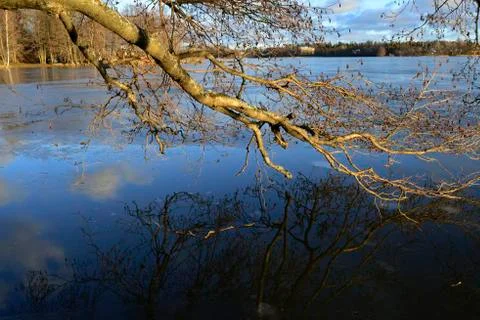 Tree branches reflected in the water Stock Photos